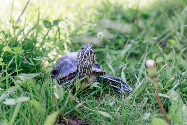 istock an image of a pet turtle on a white table 1022227834