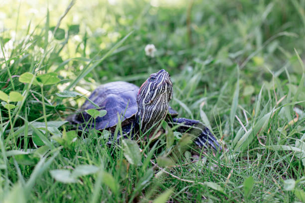 istock an image of a pet turtle on a white table 1022227864