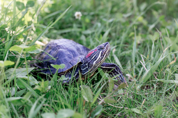 istock an image of a pet turtle on a white table 1022227922