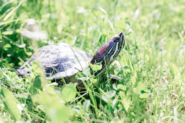 istock an image of a pet turtle on a white table 1022227928