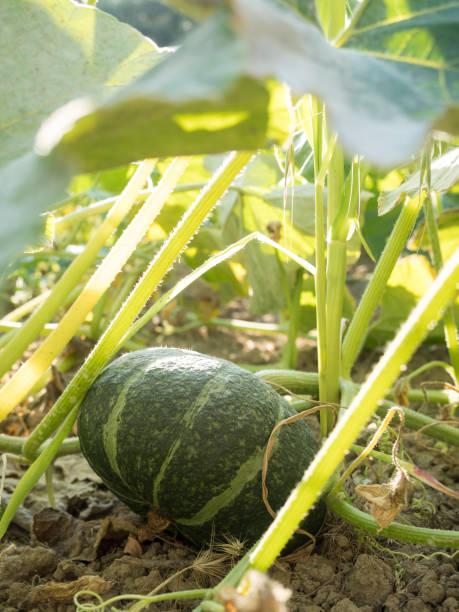 istock vegetable organic in italian farming 1022227936