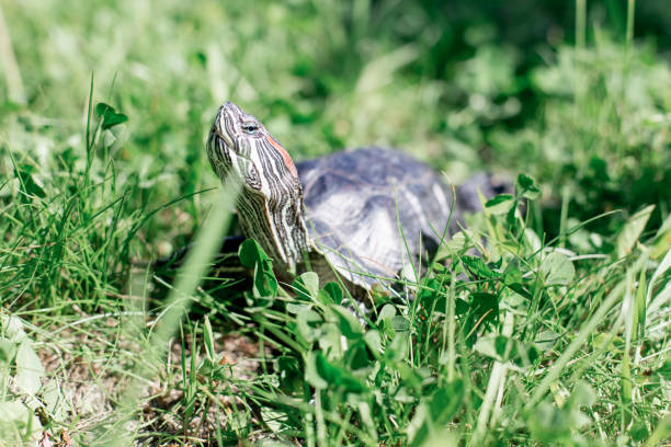 istock an image of a pet turtle on a white table 1022228010