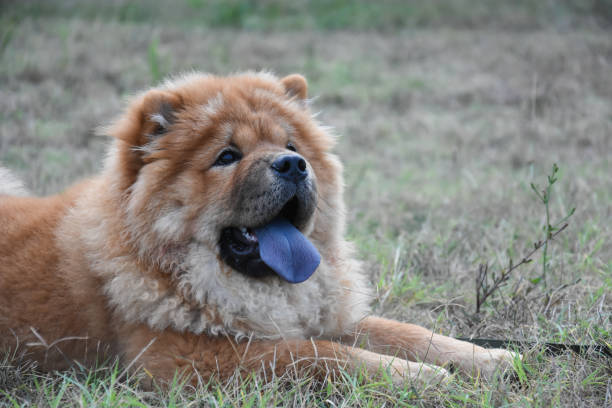 schöner hund chow-chow im park - chow stock-fotos und bilder