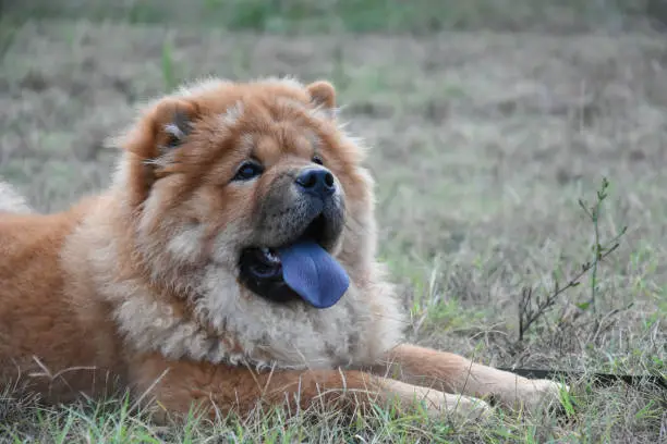 Purebred red dog chow chow