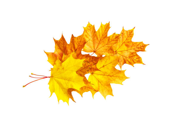 istock autumn colorful leaves 1022228840