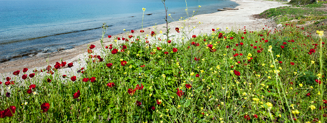 Poppies by the beach