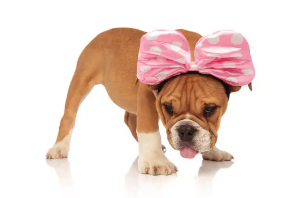 small english bulldog with pink ribbon headband panting while standing on white background