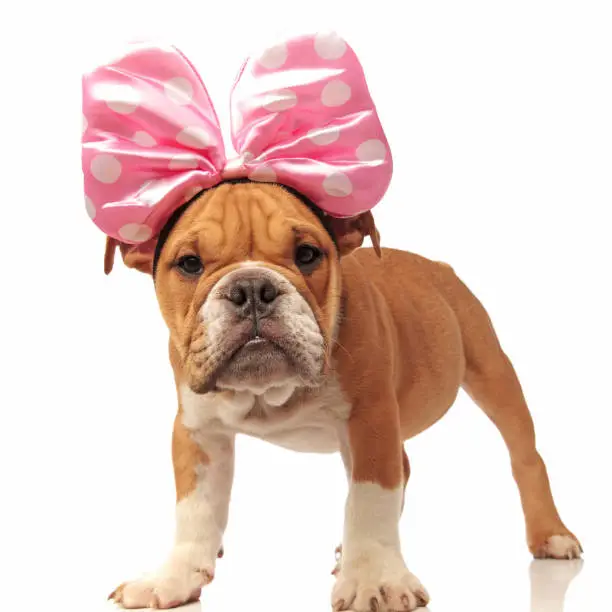 funny english bulldog pup with pink ribbon on head, standing on white background