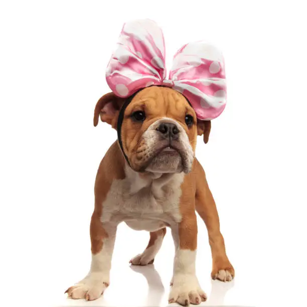 cute english bulldog with pink ribbon headband looks to side while standing on white background