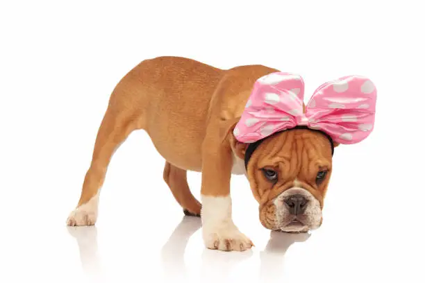 side view of cute english bulldog dressed  for halloween. It is standing on a white background, with head down