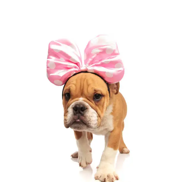 adorable english bulldog with pink ribbon on head walking on white background