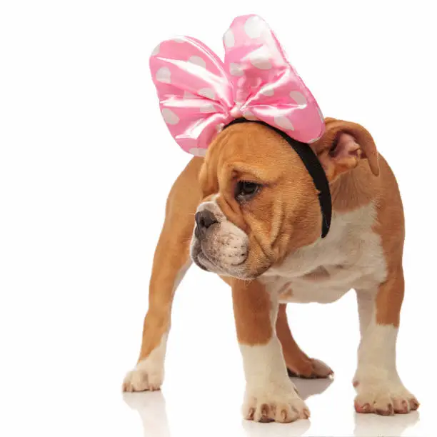 curious english bulldog puppy wearing a pink ribbon on head stands on white background and looks to side
