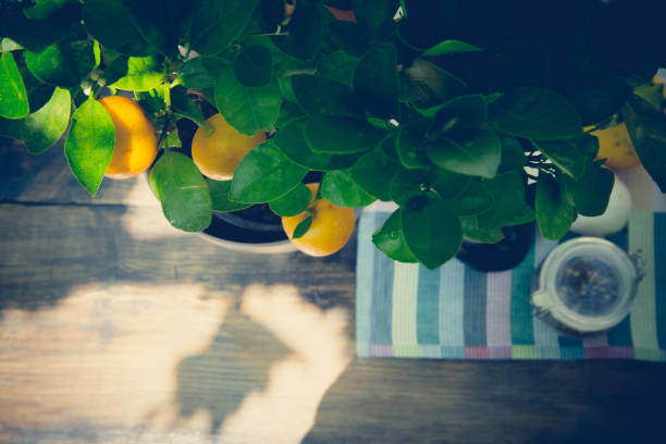 istock Tangerine tree in flower pot 1022237380
