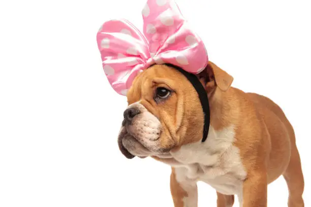 close up of curious english bulldog with pink ribbon headband looking to side while standing on white background
