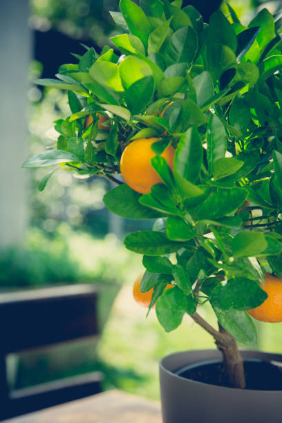 istock Tangerine tree in flower pot 1022237548
