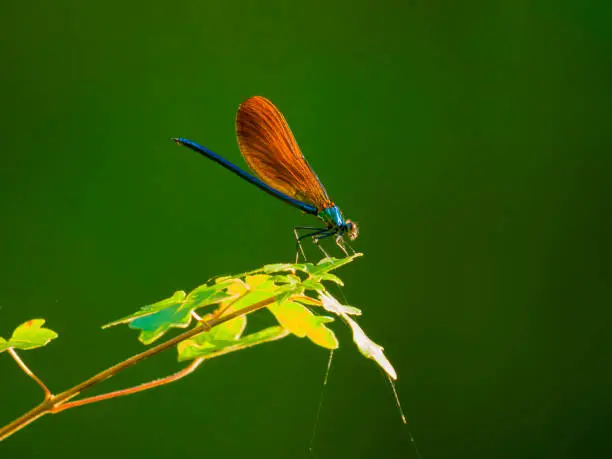 This blue dragonfly, with brown wings, waits in a ray of sun, on a leaf.