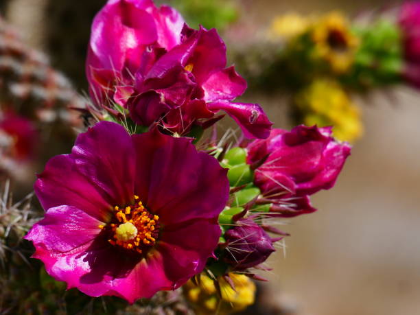 istock The cactus flower, Kea island, Greece 1022242898