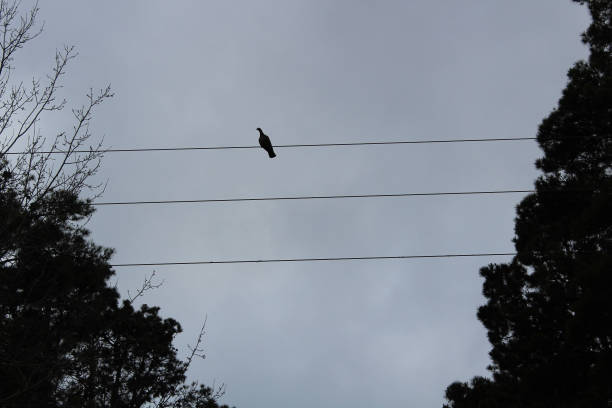 istock bird on telephone wires. backlight silhouette 1022245792