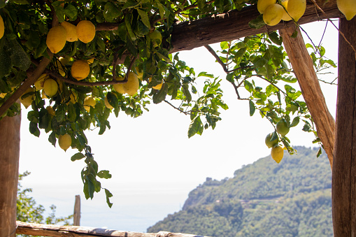 terrace field with lemons trees on Amalfi coast