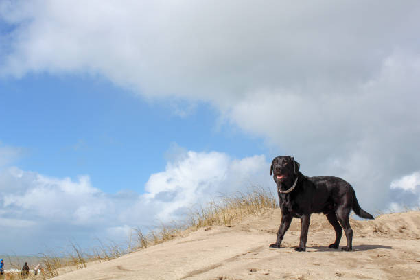 istock labrador dog on the beach, winter day, deserted beach 1022249166