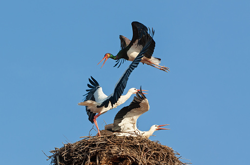 A black stork attacks two white storks on their nest