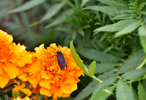 The six-spot burnet on orange marigold flowers