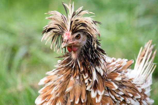 Frizzled Tolbount Polish Hen with an Attitude stock photo