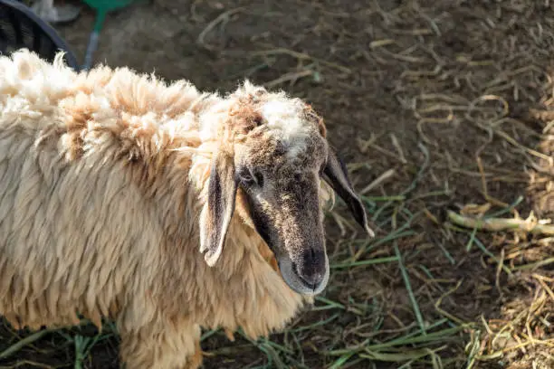 Photo of Sheep in farm