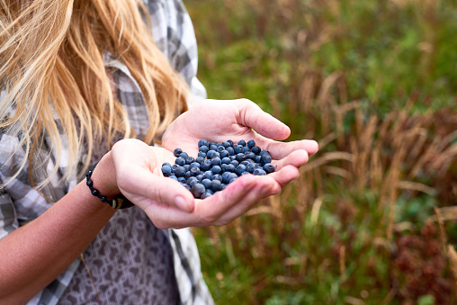 Unrecognizable blond-haired woman holding handful of freshly picked juicy blueberries outdoors, close-up view