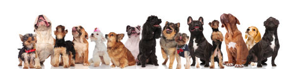 istock cute dog team is curious and look up 1022255450
