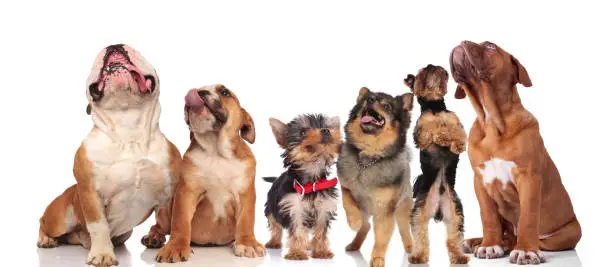 six cute dogs panting and looking up while standing and sitting on white background