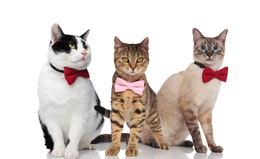 three cute cats wearing elegant bowties standing and sitting on white background