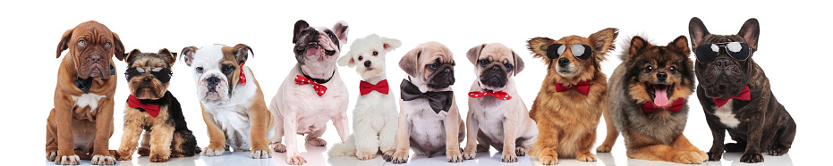many elegant dogs of different breeds standing and sitting on white background