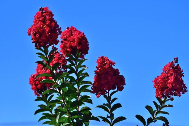 istock Japanese Crape Myrtle / Lagerstroemia indica 1022255850