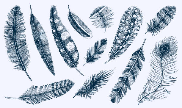 Set of Rustic realistic feathers of different birds, owls, peacocks, ducks. engraved hand drawn in old vintage sketch. Vector illustration Set of Rustic realistic feathers of different birds, owls, peacocks, ducks. engraved hand drawn in old vintage sketch. Vector illustration feather illustrations stock illustrations