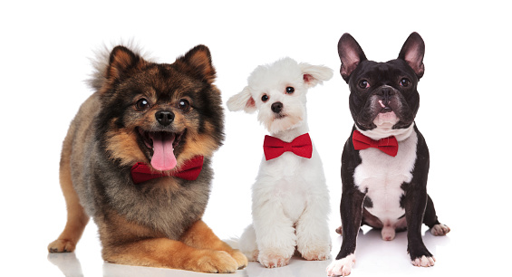 cute team of three elegant dogs wearing bowties while sitting and lying on white background