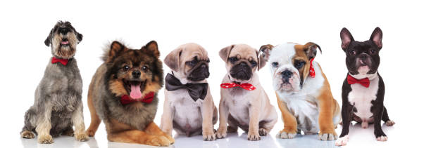 istock large group of six elegant dogs on white background 1022256012