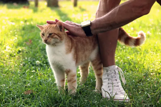 Young Man Petting The Cat In The Park