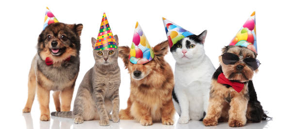 istock five cute party pets with colorful caps 1022256338