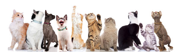 istock group of ten cute cats looks up 1022256416