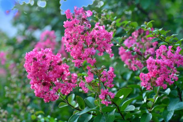 istock Japanese Crape Myrtle / Lagerstroemia indica 1022256504
