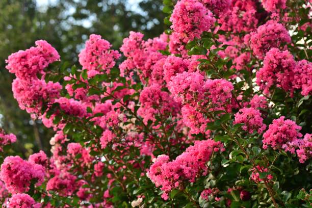 istock Japanese Crape Myrtle / Lagerstroemia indica 1022257592