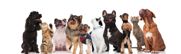 istock cute group of nine mixed pets looking up 1022258696