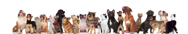 istock large group of mixed dogs and cats looking up 1022258778