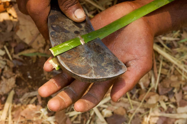 istock Living off the Forest, Puchikunta, Andhra Pradesh 1022258972