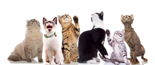 istock team of curious cats looks up while sitting and standing 1022259016