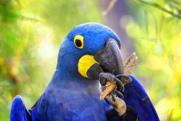 istock Big blue parrot Ara Hyacinth Macaw, Anodorhynchus hyacinthinus 1022259024