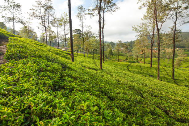 jardins de chá verde com algumas árvores, iluminados pela luz solar de manhã. kandy, sri lanka - travel nature back lit rural scene - fotografias e filmes do acervo