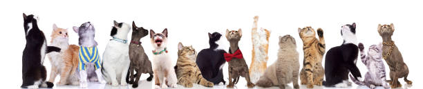 istock large group of adorable cats looking up 1022259086