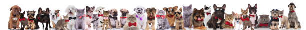 istock large group of adorable elegant pets with bowties 1022259576